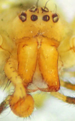 Theridion neomexicanum