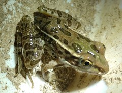 Lithobates berlandieri