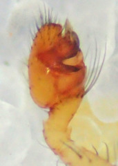 Theridion neomexicanum