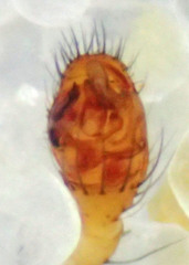 Theridion neomexicanum