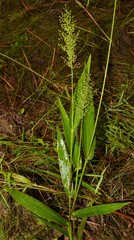 Dichanthelium polyanthes