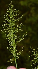 Dichanthelium polyanthes