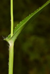 Dichanthelium polyanthes