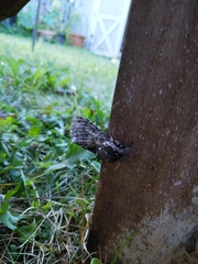 Sphingini