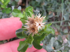 Ericameria cuneata spathulata