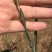 Tall Wheat Grass - Photo (c) Angela Pai, some rights reserved (CC BY-NC), uploaded by Angela Pai