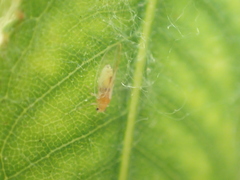 Bactericera minuta