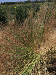 Thinopyrum obtusiflorum
