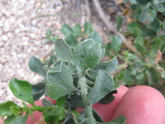 Ericameria cuneata spathulata
