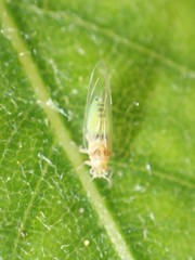 Bactericera minuta