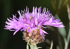 Centaurea × gerstlaueri