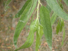 Bactericera minuta