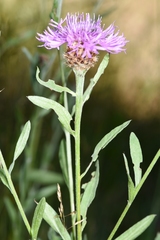 Centaurea × gerstlaueri