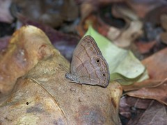 Hermeuptychia atalanta