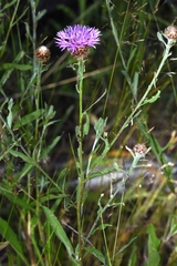 Centaurea × gerstlaueri