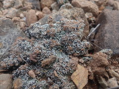 Stereocaulon condensatum