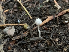 Coprinopsis marcescibilis