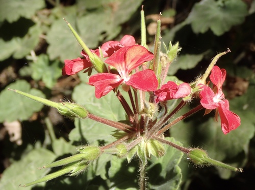 Pelargonium × hybridum