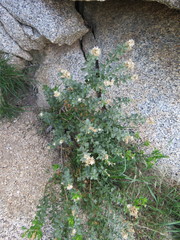 Ericameria cuneata spathulata
