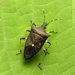 Black Stink Bug - Photo (c) Katja Schulz, some rights reserved (CC BY)