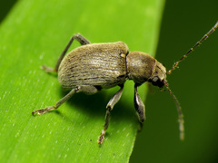 Neofidia lurida