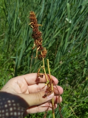 Rumex fueginus