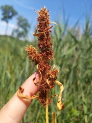 Rumex fueginus