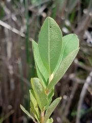 Lonicera villosa