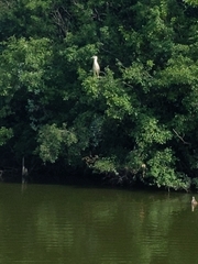 Nycticorax nycticorax