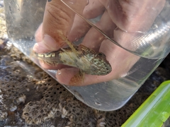 Myoxocephalus aenaeus