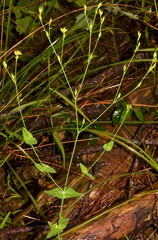 Hypericum gymnanthum