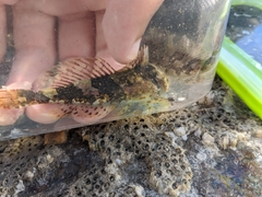 Myoxocephalus aenaeus