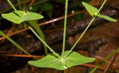 Hypericum gymnanthum