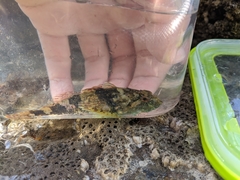 Myoxocephalus aenaeus