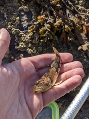 Myoxocephalus aenaeus