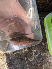 Myoxocephalus aenaeus