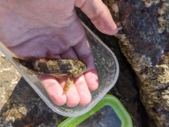 Myoxocephalus aenaeus