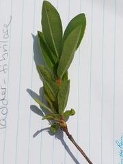 Lonicera villosa