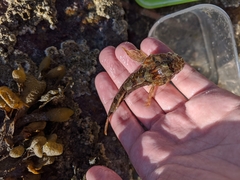 Myoxocephalus aenaeus