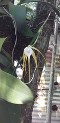 Brassavola cucullata
