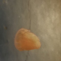 Peachia quinquecapitata