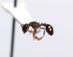 Myrmica punctiventris