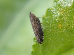 Scaphytopius loricatus