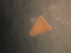 Peachia quinquecapitata