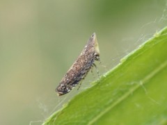 Scaphytopius loricatus