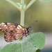 Catasticta hebra potamea - Photo (c) Lepidoptera Colombiana 🇨🇴, osa oikeuksista pidätetään (CC BY-NC), lähettänyt Lepidoptera Colombiana 🇨🇴