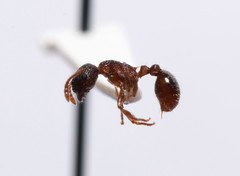 Myrmica punctiventris
