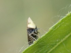 Scaphytopius loricatus