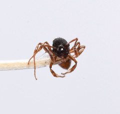 Myrmica punctiventris