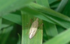 Miridius quadrivirgatus